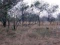 Mlata divokch ps (wilddog). Jsou schovan v trv. Dobe jsou vidt jen dv, jedno napravo a jedno uprosted obrzku.